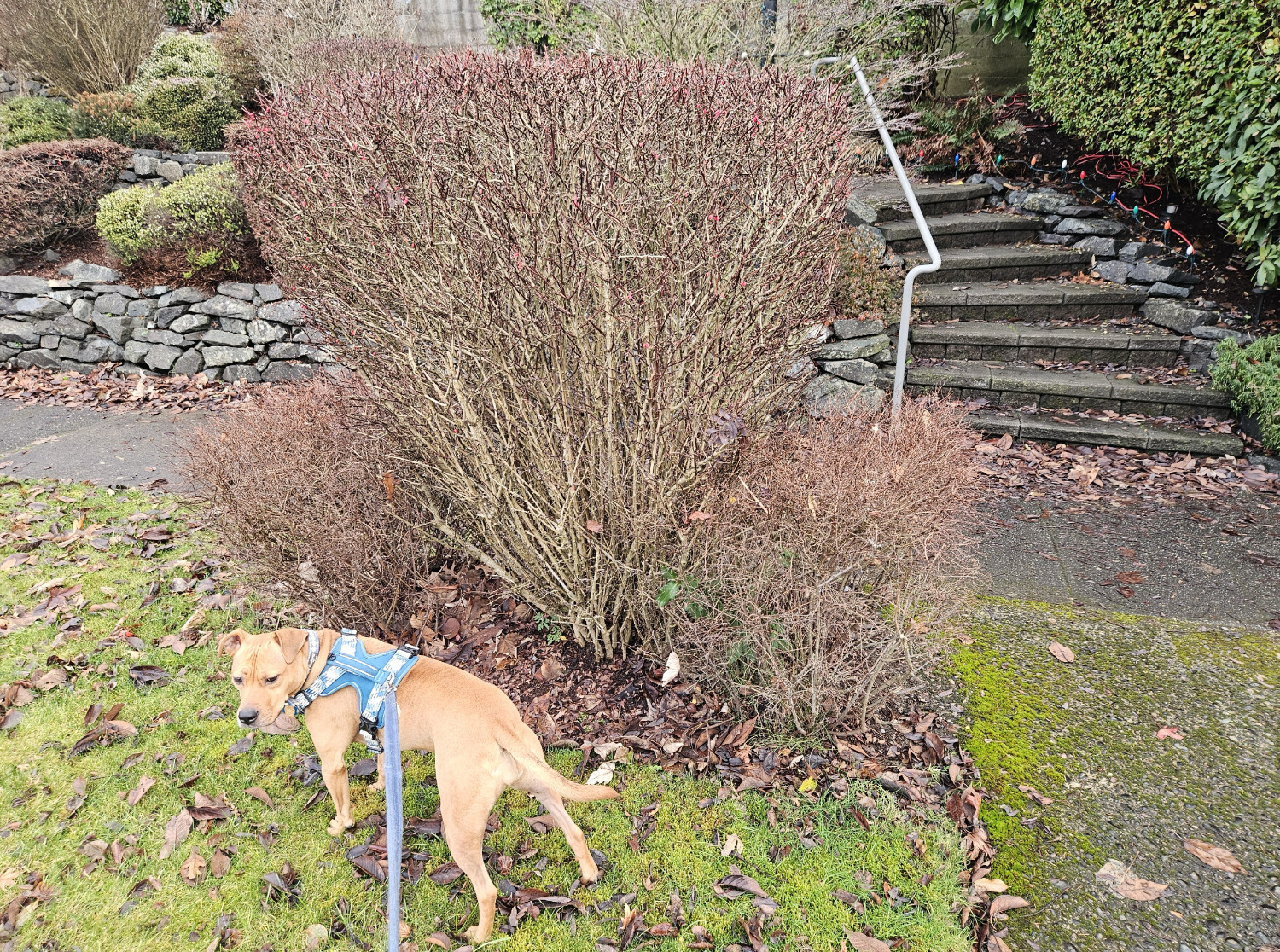 Barley, a dog, stands next to a hedge shaped into a t-shaped tetramino consisting of roughly one-meter cubes.