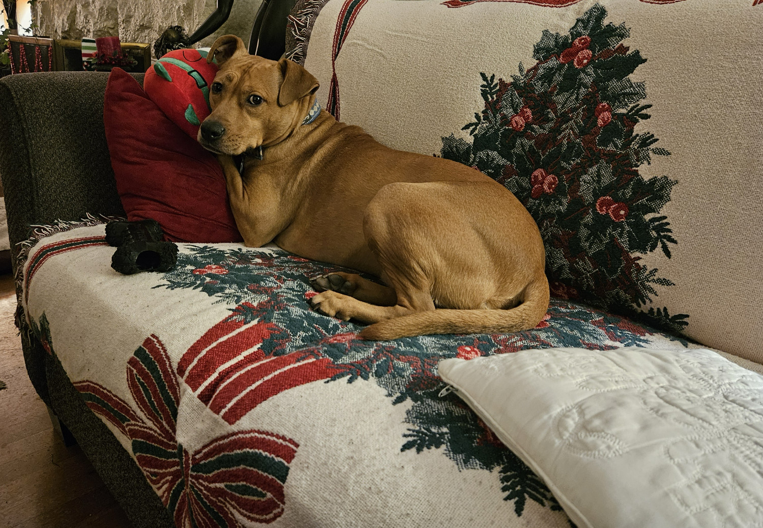 Barley, a dog, rests on a sofa with her Christmas mouse and black rubber toy. The sofa is protected by a holiday-themed throw, tucked into the cushions.