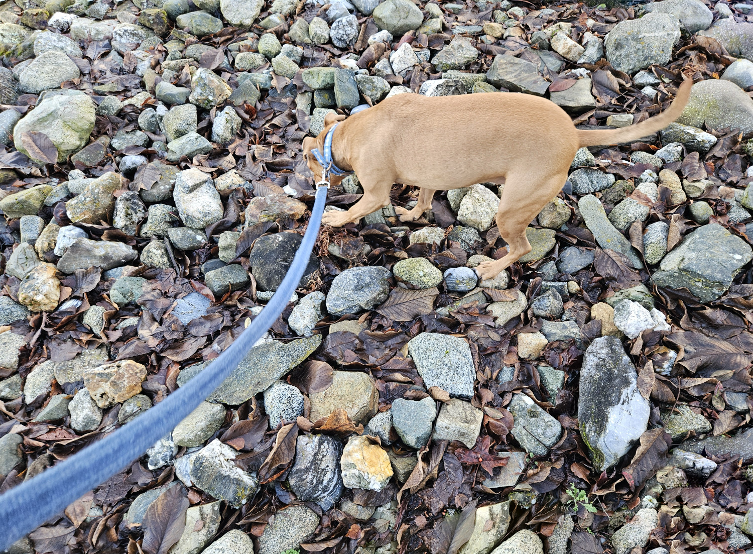 Barley, a dog, picks her way through a hillside of large, loose rocks, peppered with dead leaves.