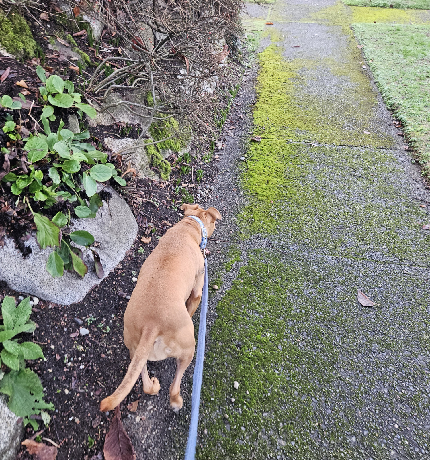 Barley, a dog, follows a trail of moss down an inclined sidewalk.