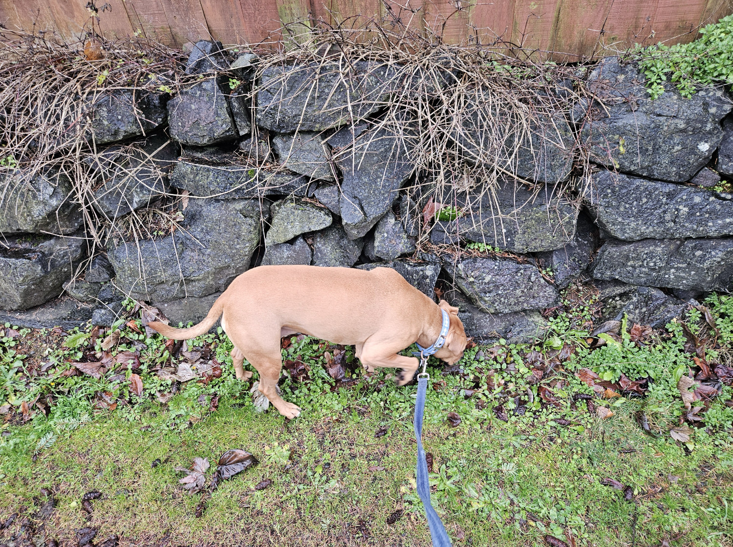 Barley, a dog, sniffs along the bade of a retaining wall made of rough, uneven stones.