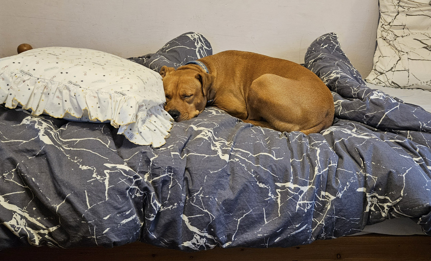 Barley, a dog, snoozes comfortably atop a messy, unmade bed, the evident beneficiary of its heaped comforter and scattered pillows.