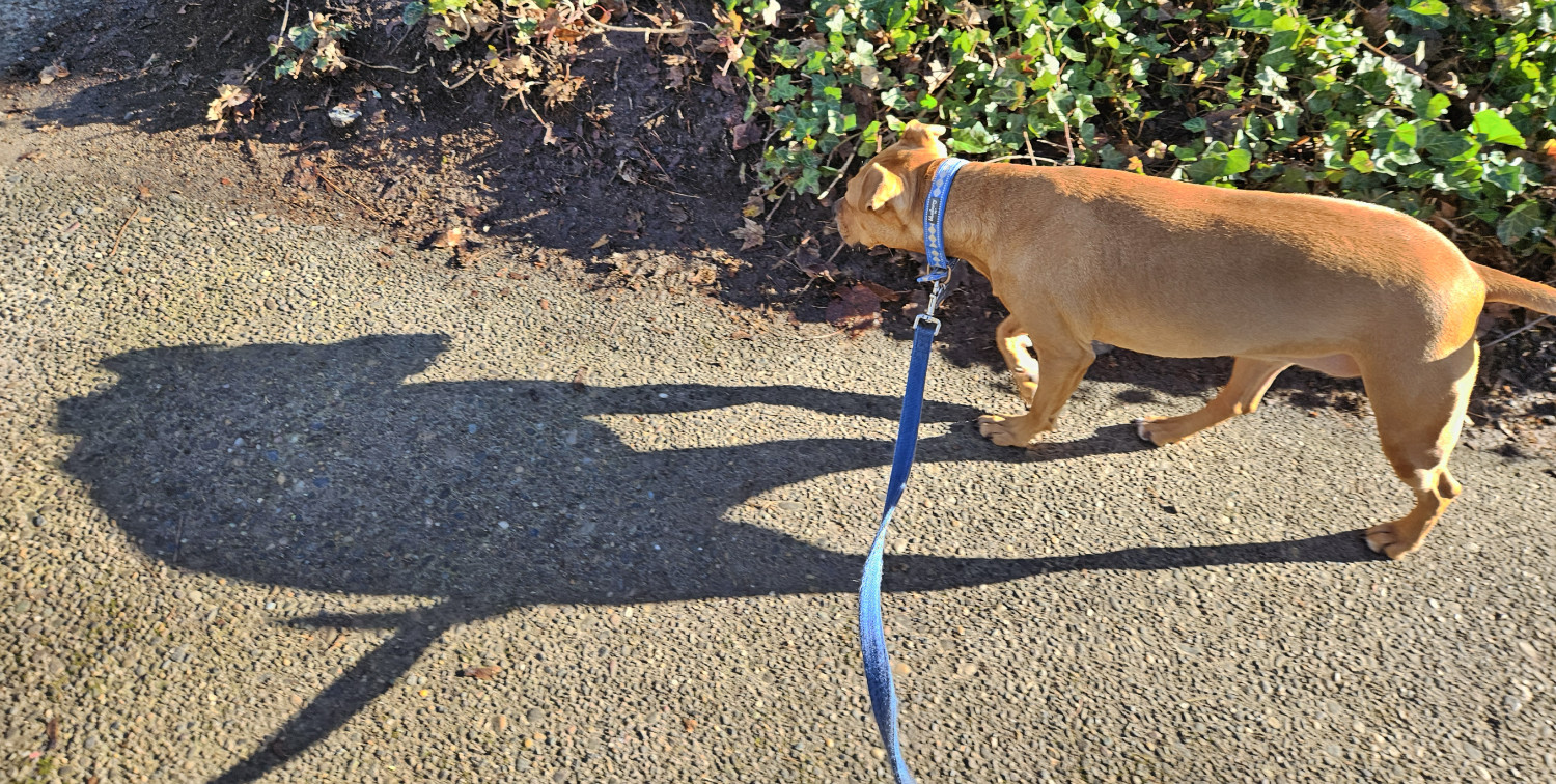 Barley, a dog, is quite literally foreshadowed by winter's noonday sun, far less overhead than it is behind her.