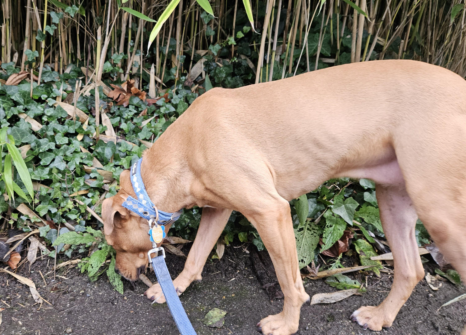 Barley, a dog, sniffs along a verge from which bamboo is growing.