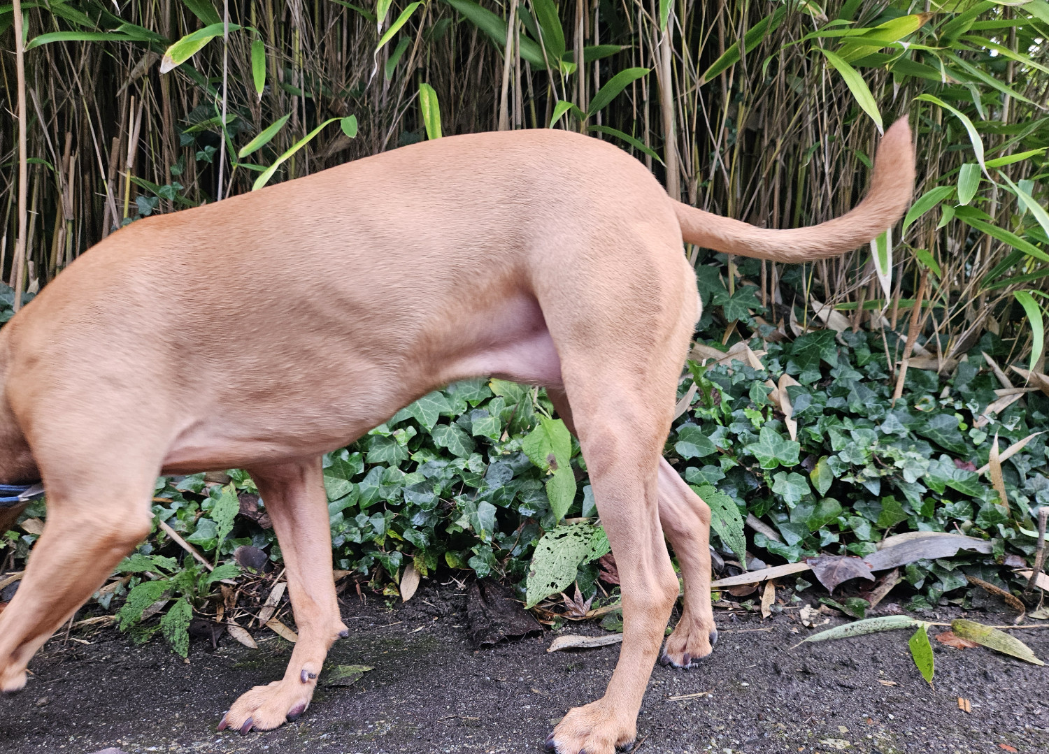 Barley, a dog, continues walking past the camera.