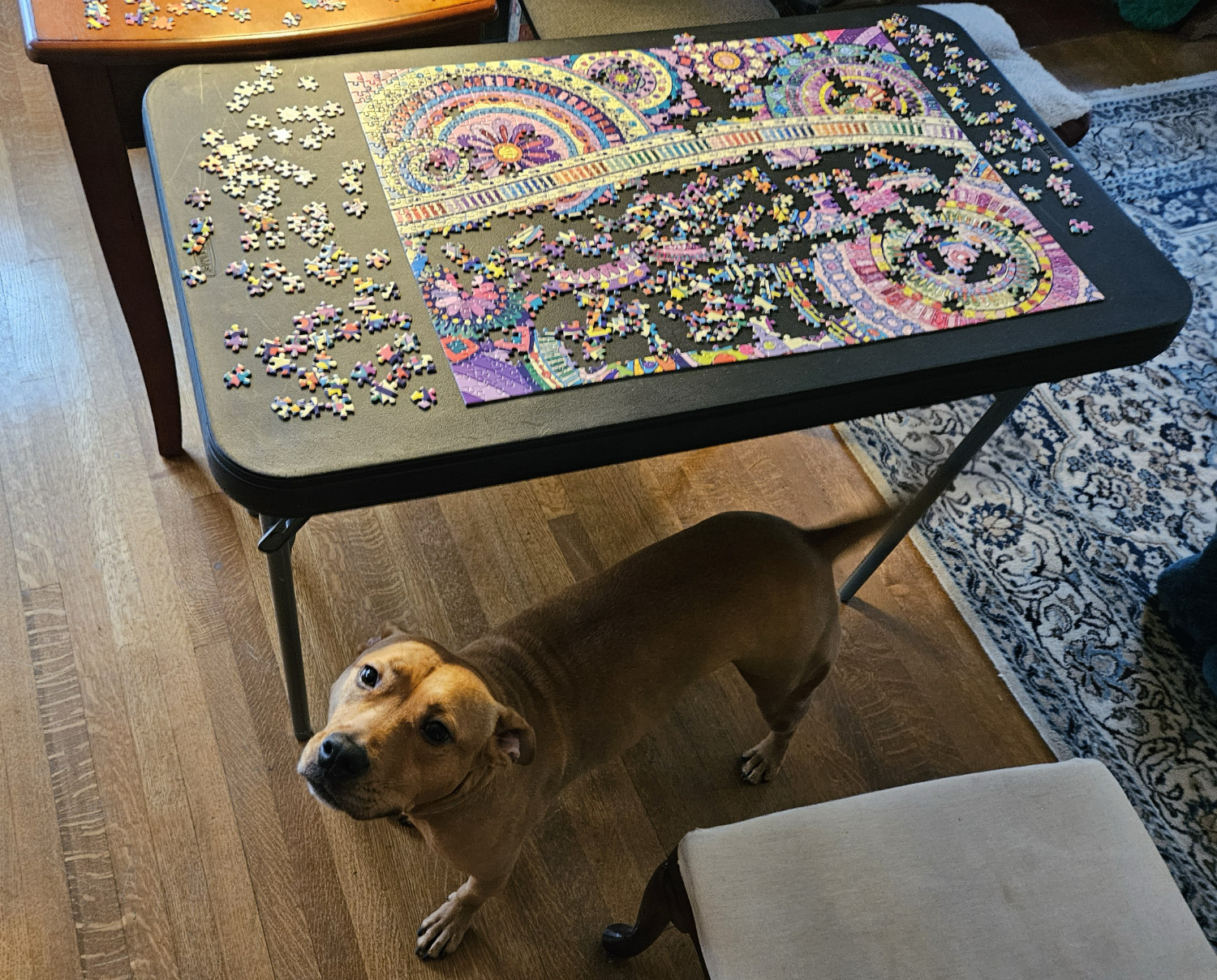 Barley, a dog, looks up from under a card table on which an abstract 70s-coded puzzle is in the process of being assembled.