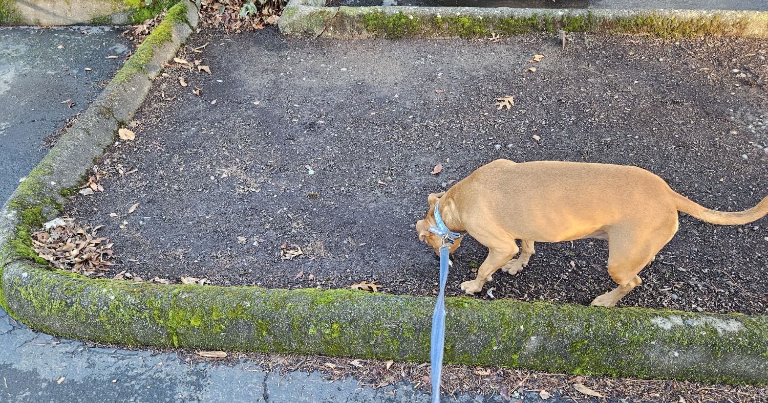 Barley, a dog, sniffs about in a patch of barren soil, ringed with a concrete parking bumper.