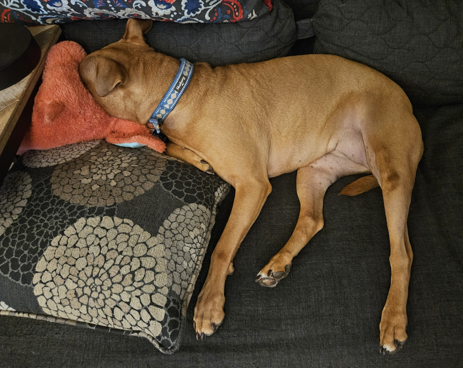 Barley, a dog, snoozes on a futon with her face stuffed fully into a dark nook arising from two cushions and a salmon-colored plush toy.