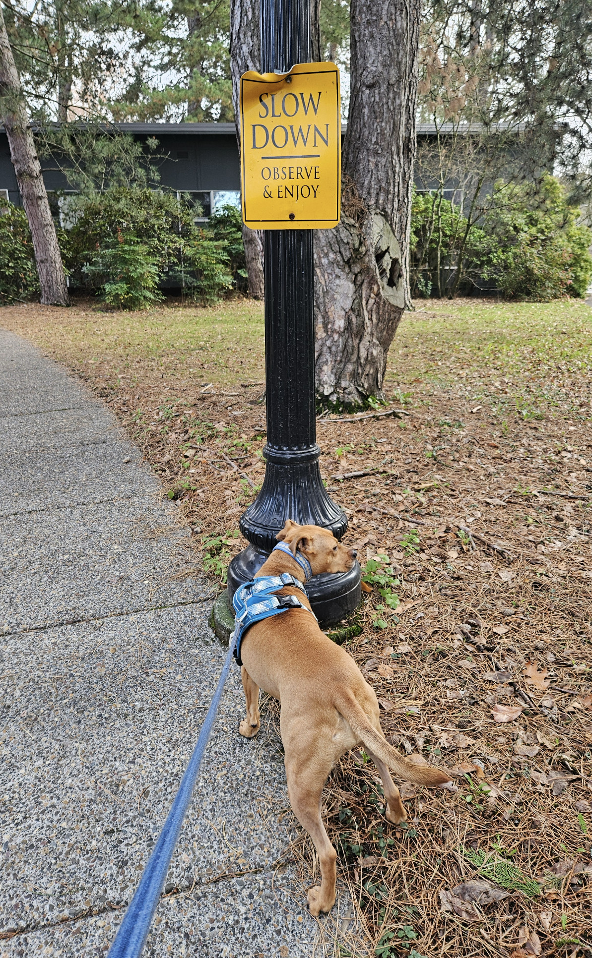 Barley, a dog, stands by a lamp post beneath a sign reading, "SLOW DOWN, OBSERVE & ENJOY".