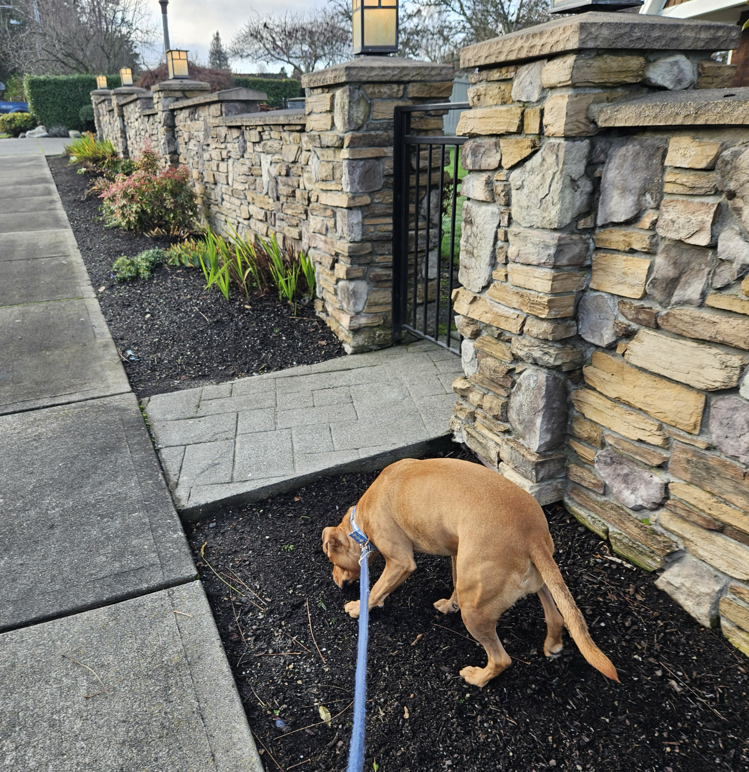 Barley, a dog, sniffy about beside an ostentatious garden wall that's just a *little* too tidy to be fieldstone.