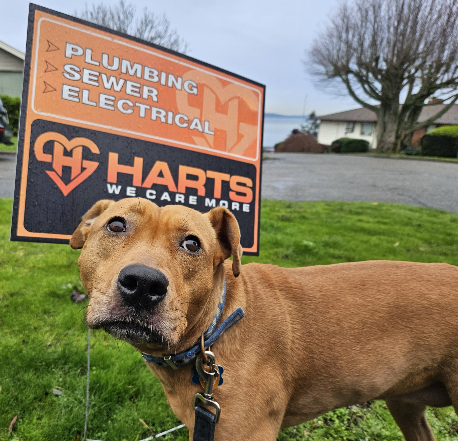 Barley, a dog, looks up at the camera. Behind her, a sign indulges in some questionable logo design.