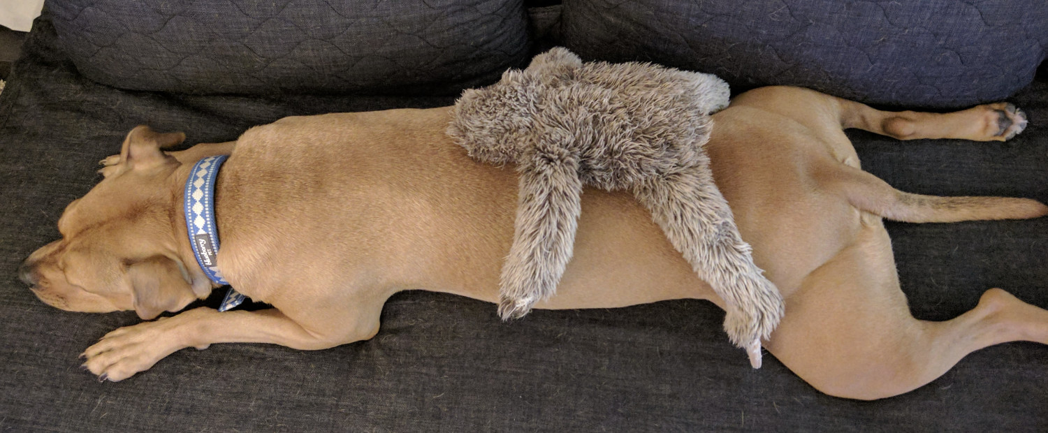 Barley, a dog, supermans on a futon, clearly zonked out. A plush sloth is draped over her back, giving off a similar vibe.