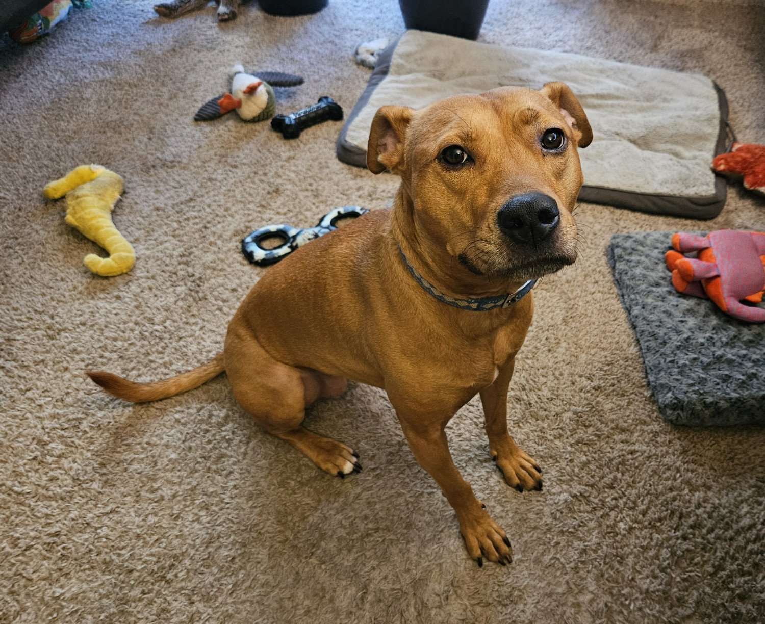 Barley, a dog, sits contentedly surrounded by an array of toys lying in disarray, as though she stands along on a battlefield littered with her fallen foes.