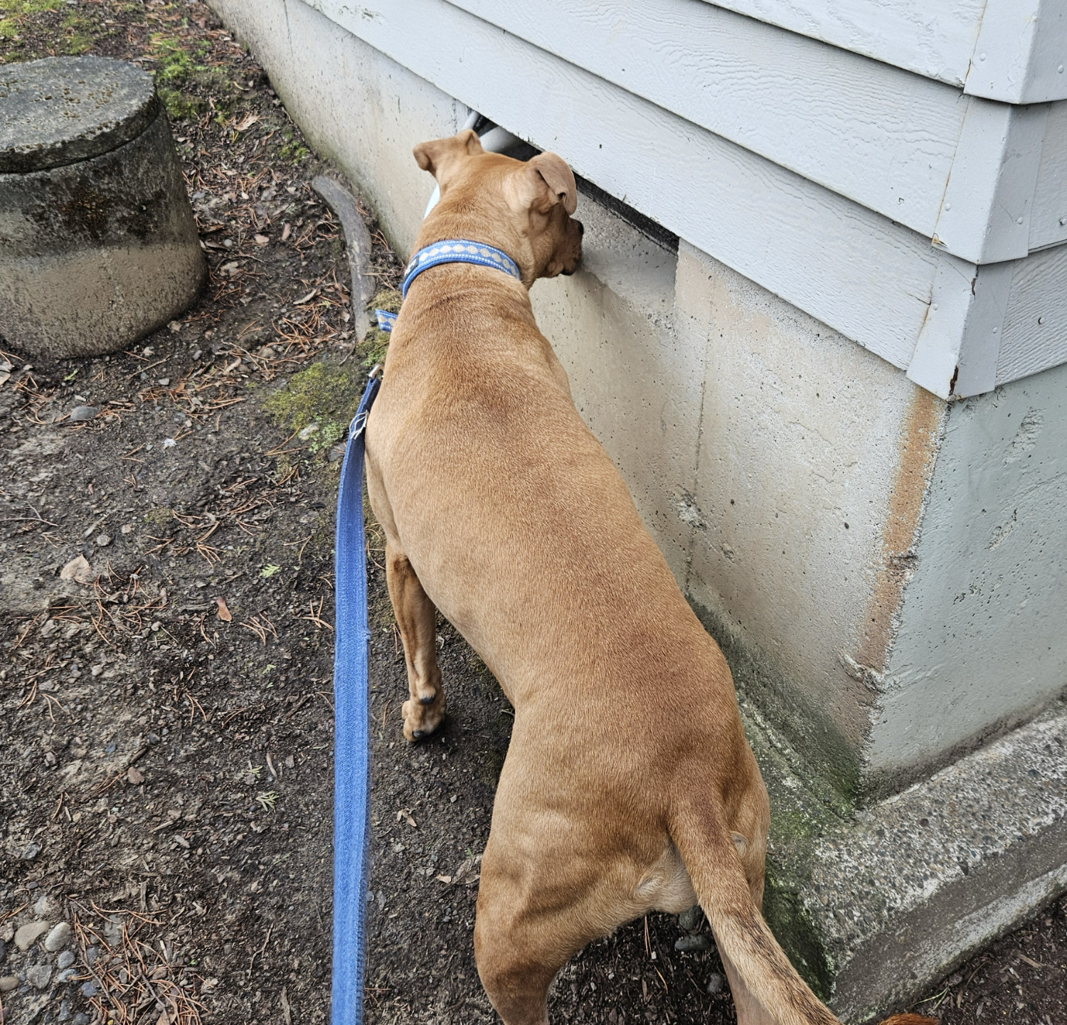 Barley, a dog, sees a hole that was meant for her.