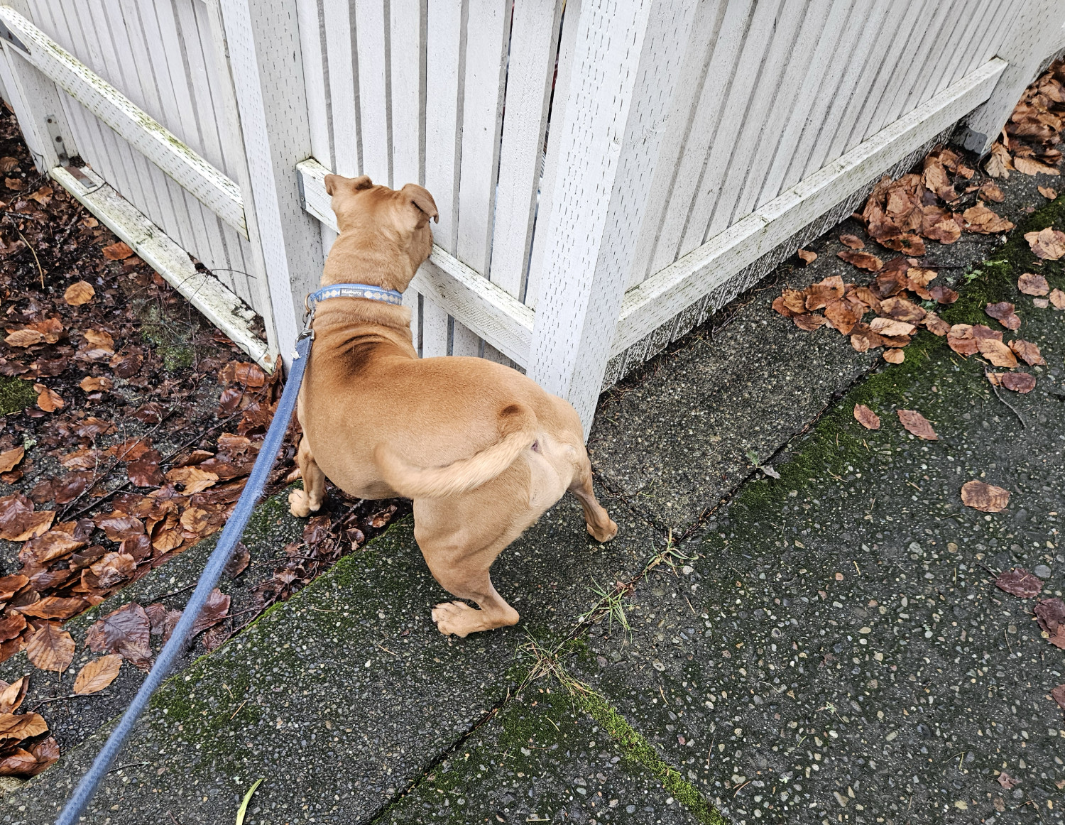 Barley, a dog, stared at (or through?) a white fence with in a stance radiating its potential energy.