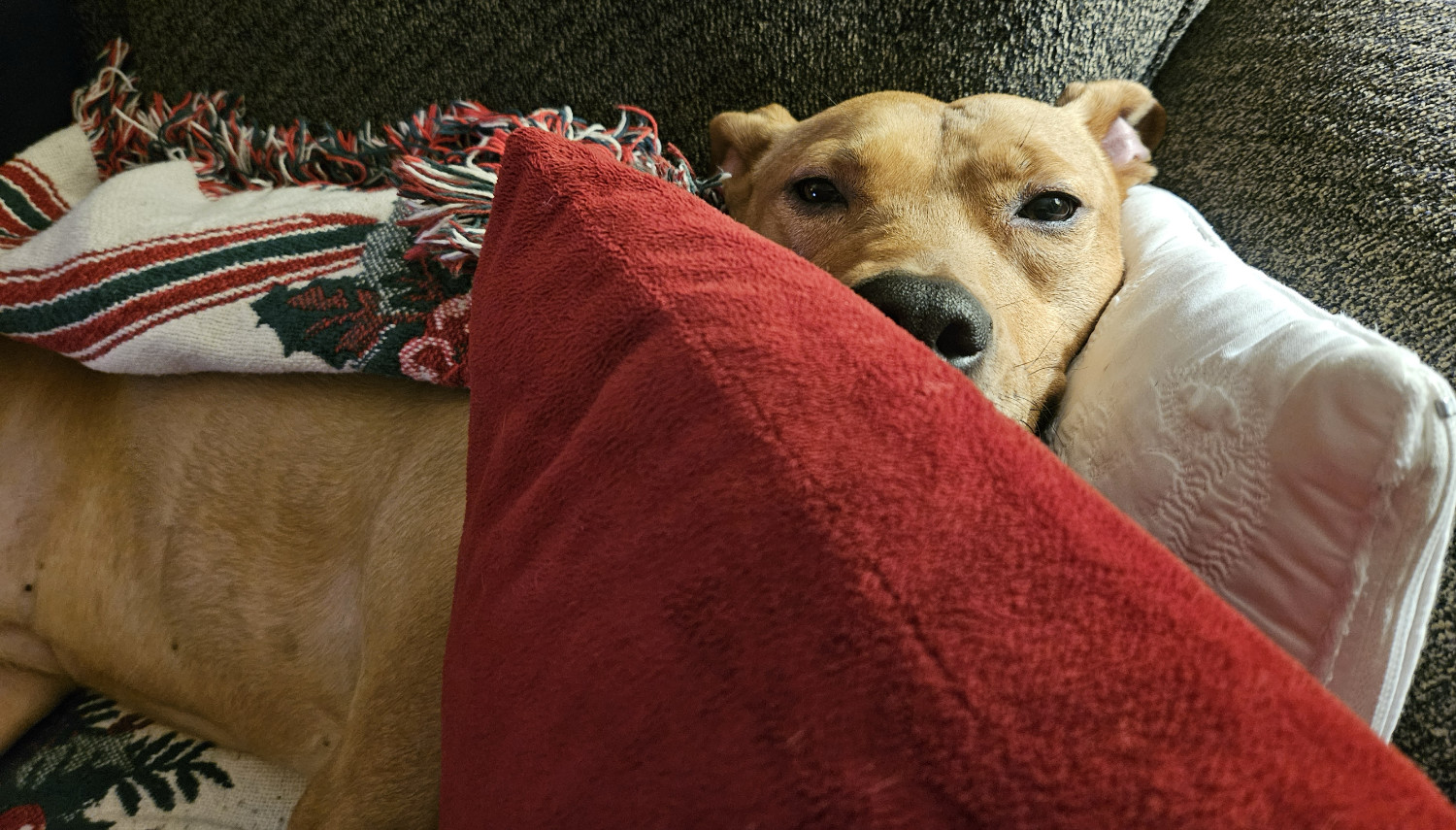 Barley, a dog, lies on a sofa with her head wedge between two throw cushions, as if her face is the contents of a cushion sandwich.