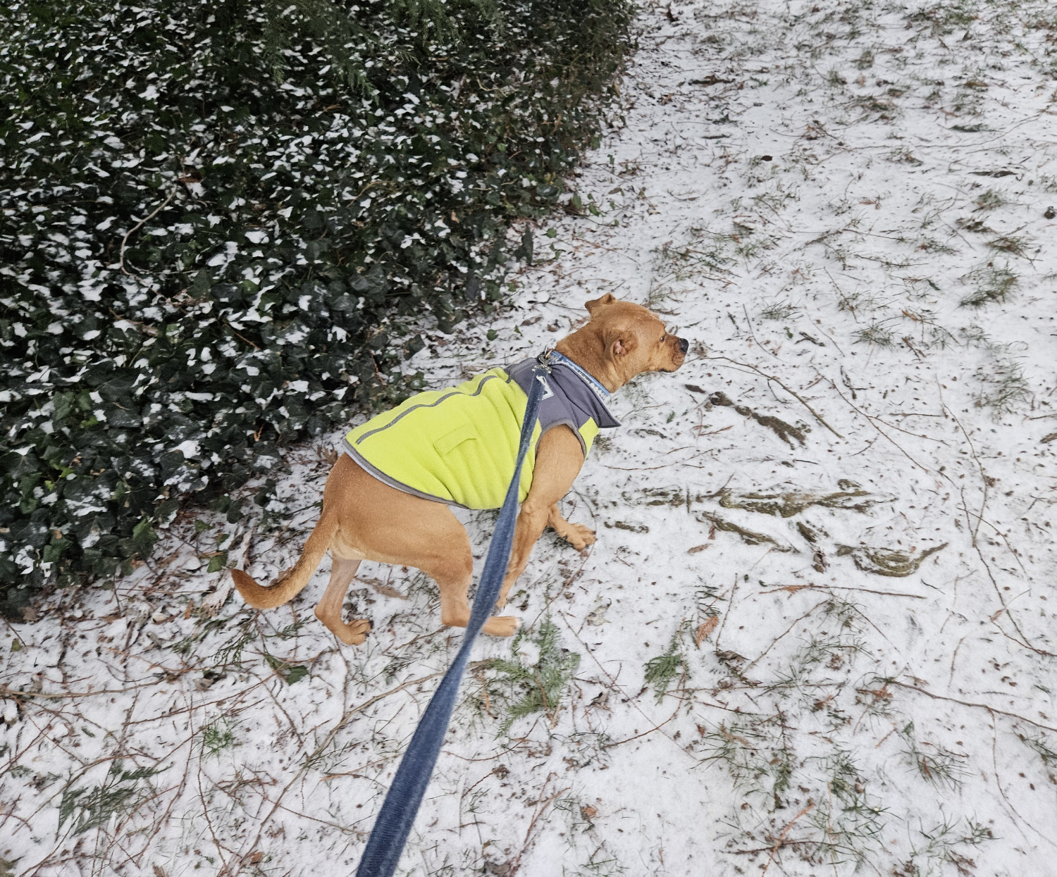 Barley, a dog, trots gingerly up a hill dusted with snow and littered with fallen twigs.