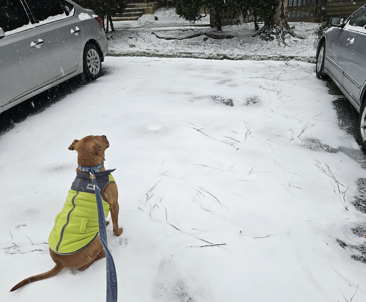 Barley, a dog, sits in an empty parking space and looks intently at an adjoining apartment building.