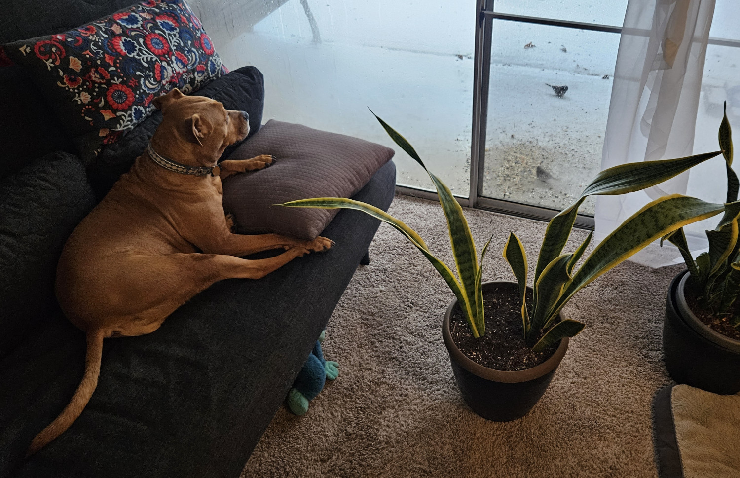 Barley, a dog, sits on the futon and watches a snowy patio through foggy glass as small birds capitalize on a pile of birdseed.