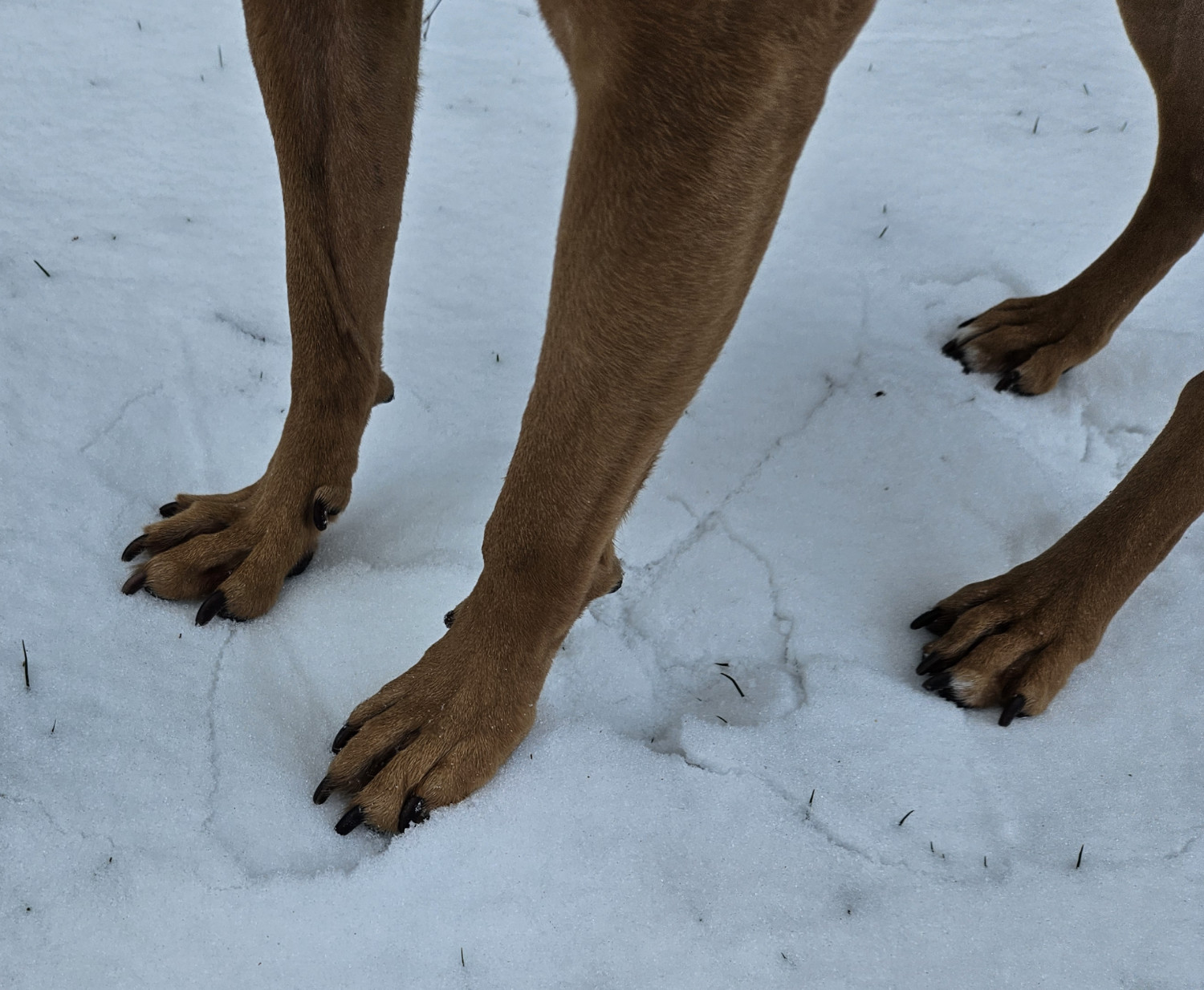 Barley, a dog, is depicted from the elbow down, standing on cracking, compacted snow. Her claws are splayed out a little.