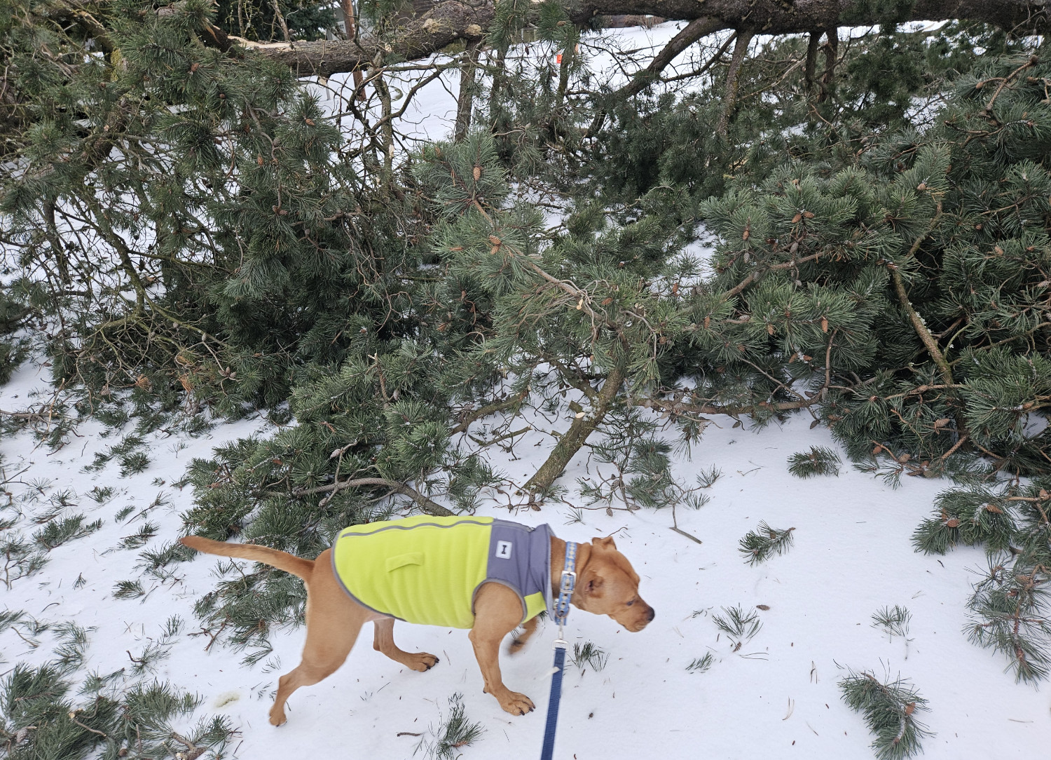 Barley, a dog, sniffs along the perimeter of a substantial treetop, now fallen to the snowy earth after bitter cold and strong winds.