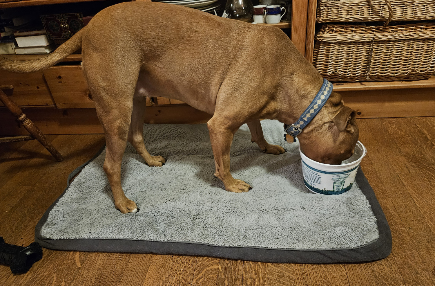 Barley, a dog, stands and licks clean a large tub of Nancy's yogurt.