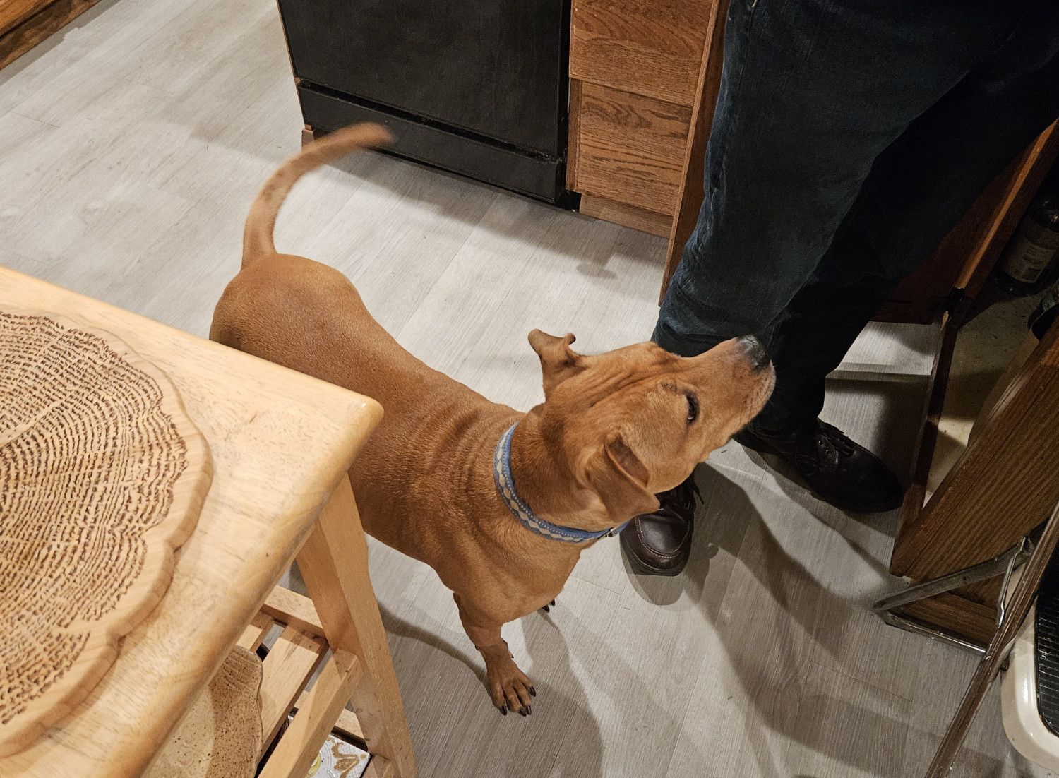 Barley, a dog, stands attentively, tail in motion, surveying the process of the dishes being prepared for the dishwasher.