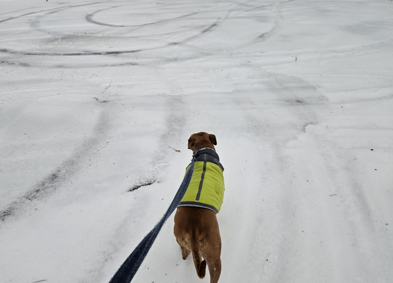 Barley, a dog, tromps across light snow in a vast, empty parking lot toward the wheel tracks of someone having pulled a u-turn in the snow.