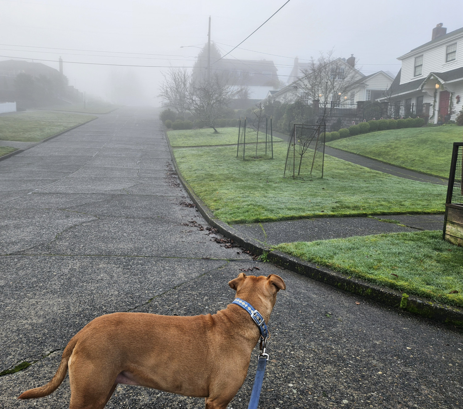 Barley, a dog, glances up a hill through fairly thick fog on an otherwise deserted street.