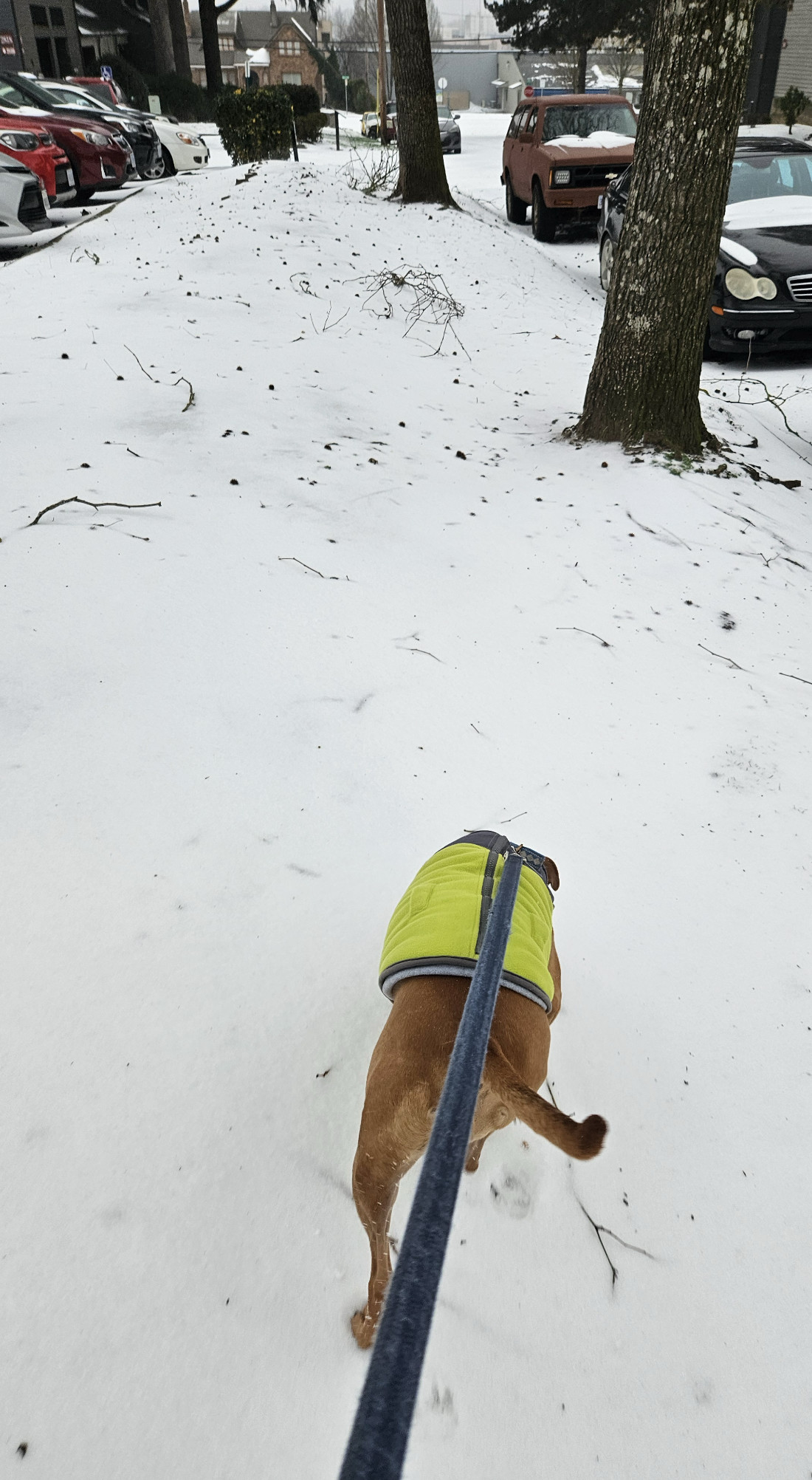 Barley, a dog, wears a visibility sweater in snowy terrain, pulling the leash hard to advance.