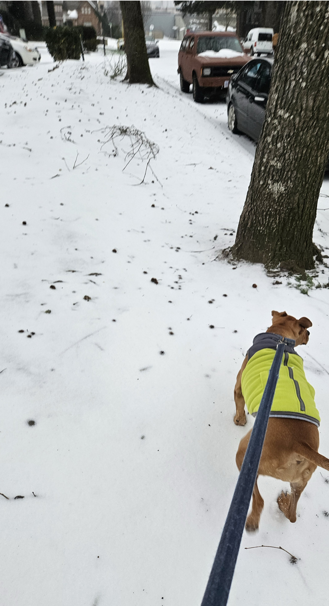 Barley, a dog, pulls the photographer forward.