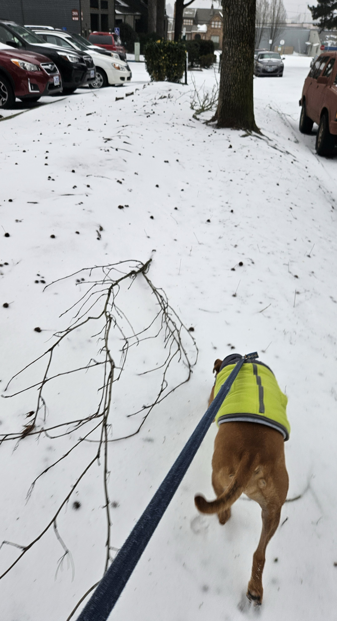 Barley, a dog, will continue to pull until temperatures improve.