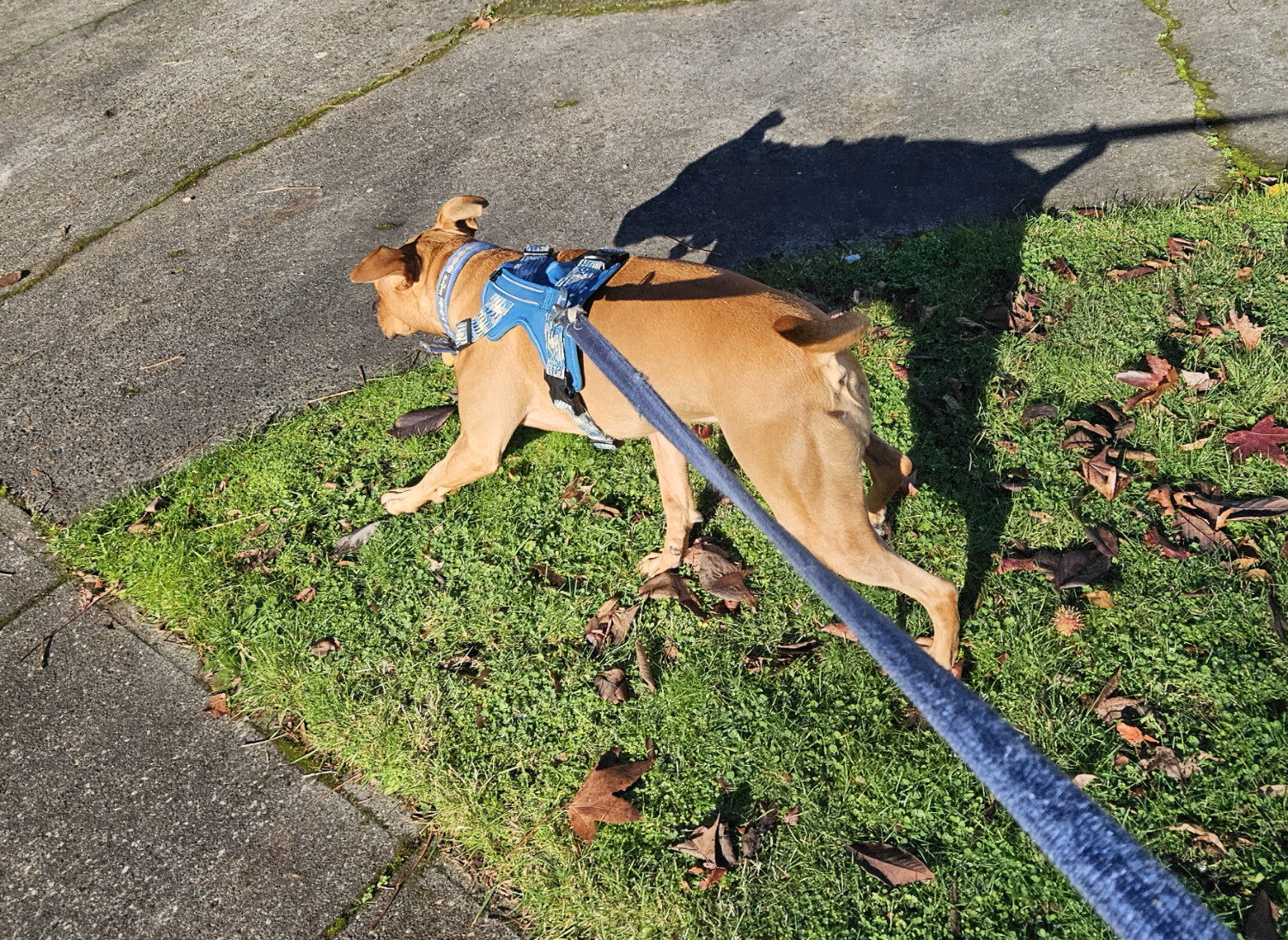 Barley, a dog, trots a fast clip, causing her ears to flap and giving the impression of having tiny wings extended from her head.