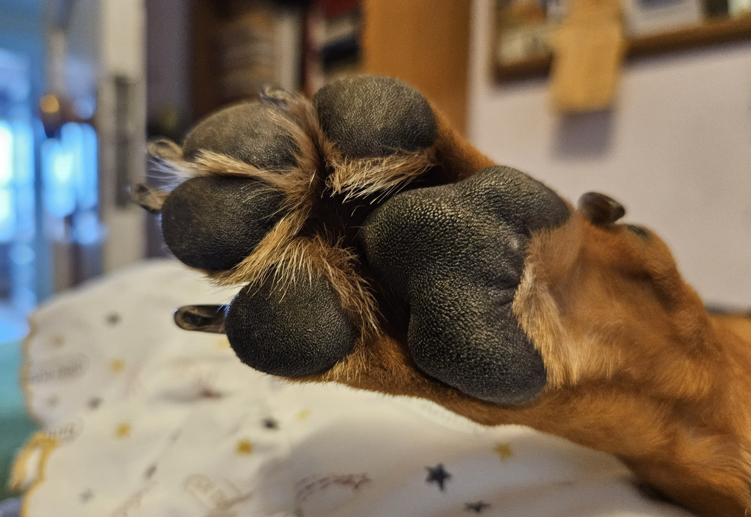 Barley, a dog, fills the frame with her paw, revealing her pads, the fur between her toes, and nails in need of a trim.