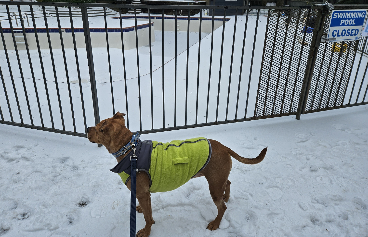 Barley, a dog, stands in a snowy landscape in front of a swimming pool, empty of water but half-full of snow. A sign indicates that the pool is closed.