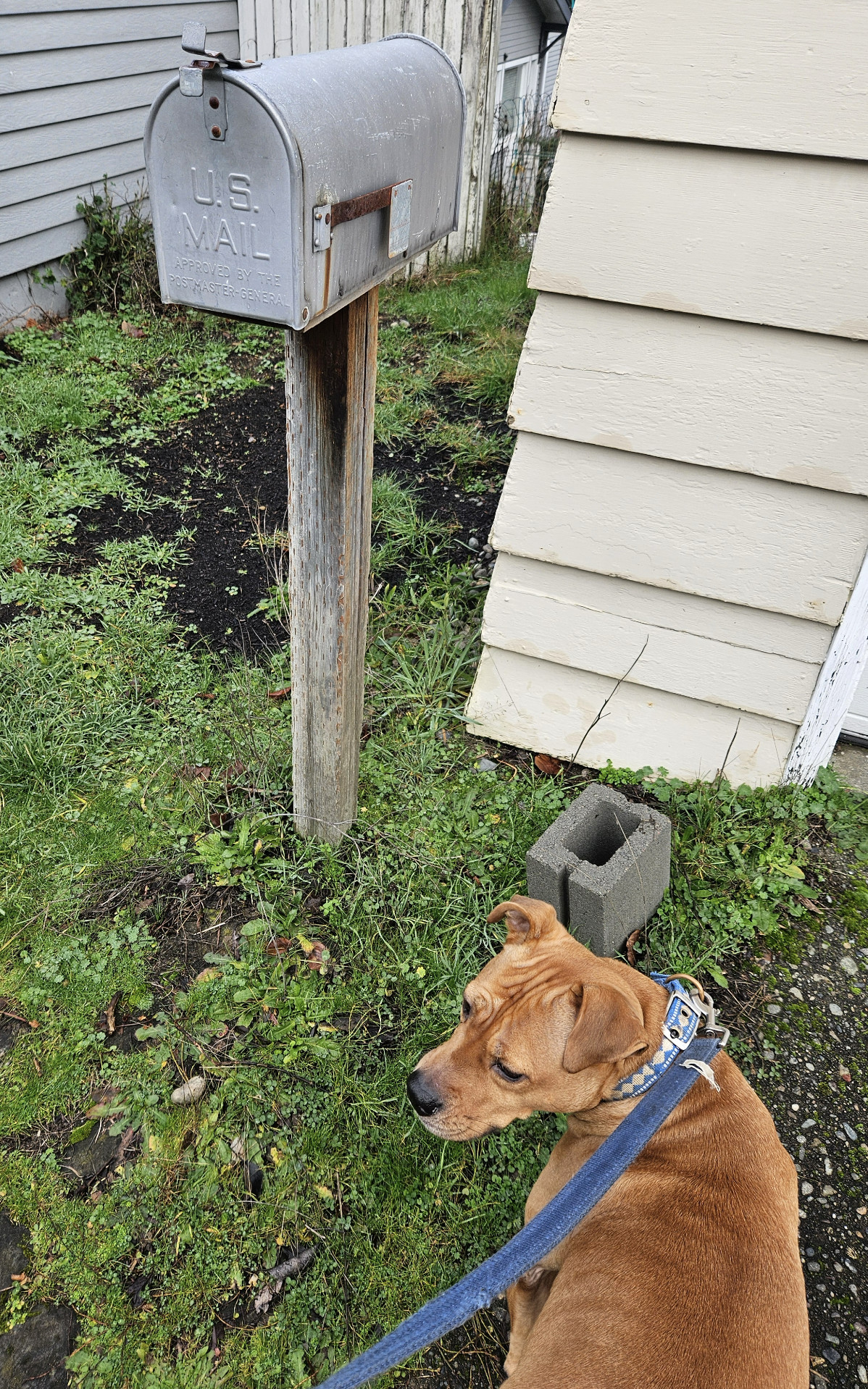 Barley, a dog, stands next to a traditional residential letter box. On its unpainted metal exterior, one can clearly read the words U.S. MAIL APPROVED BY THE POSTMASTER GENERAL.