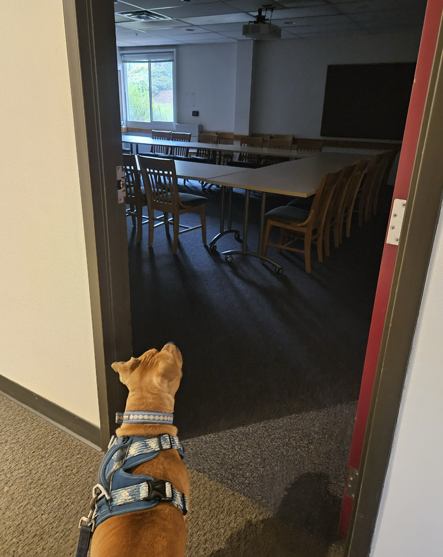 Barley, a dog, peers from the hallway into an unlit classroom.