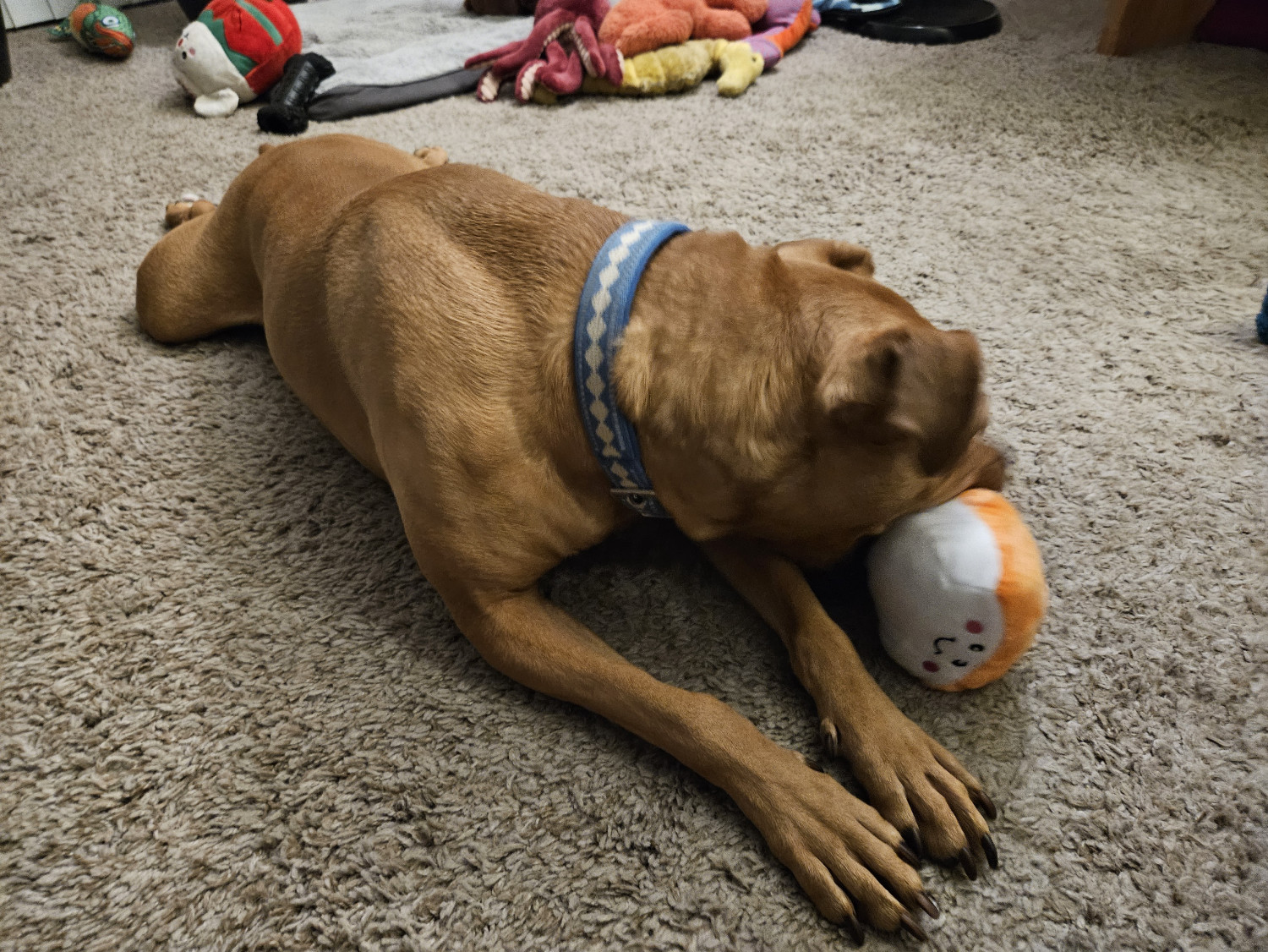 Barley, a dog, chomps down on her target, a plush toy in the shape of a piece of nigiri, with a smiling face on its side.