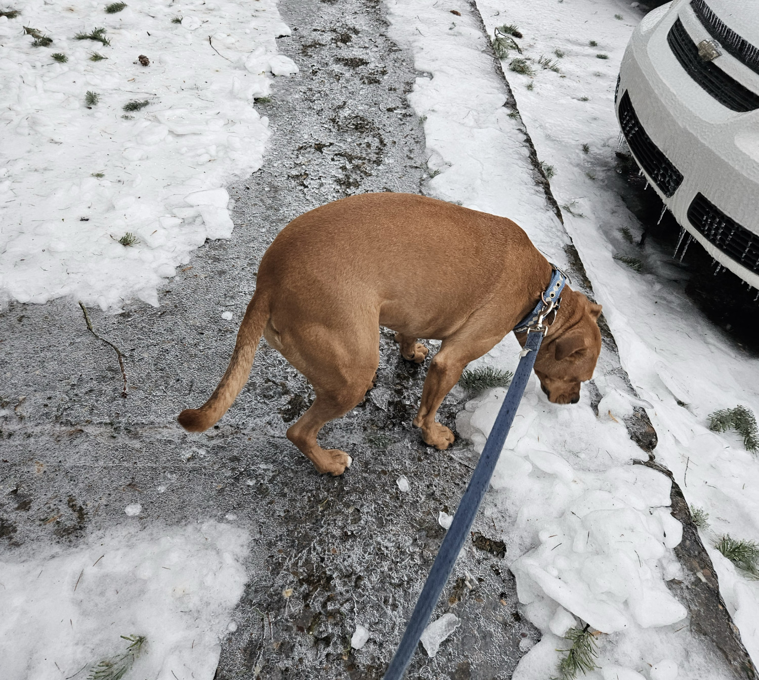 Barley, a dog, is very unsure of her footing on a sidewalk topped by a sheet of ice.