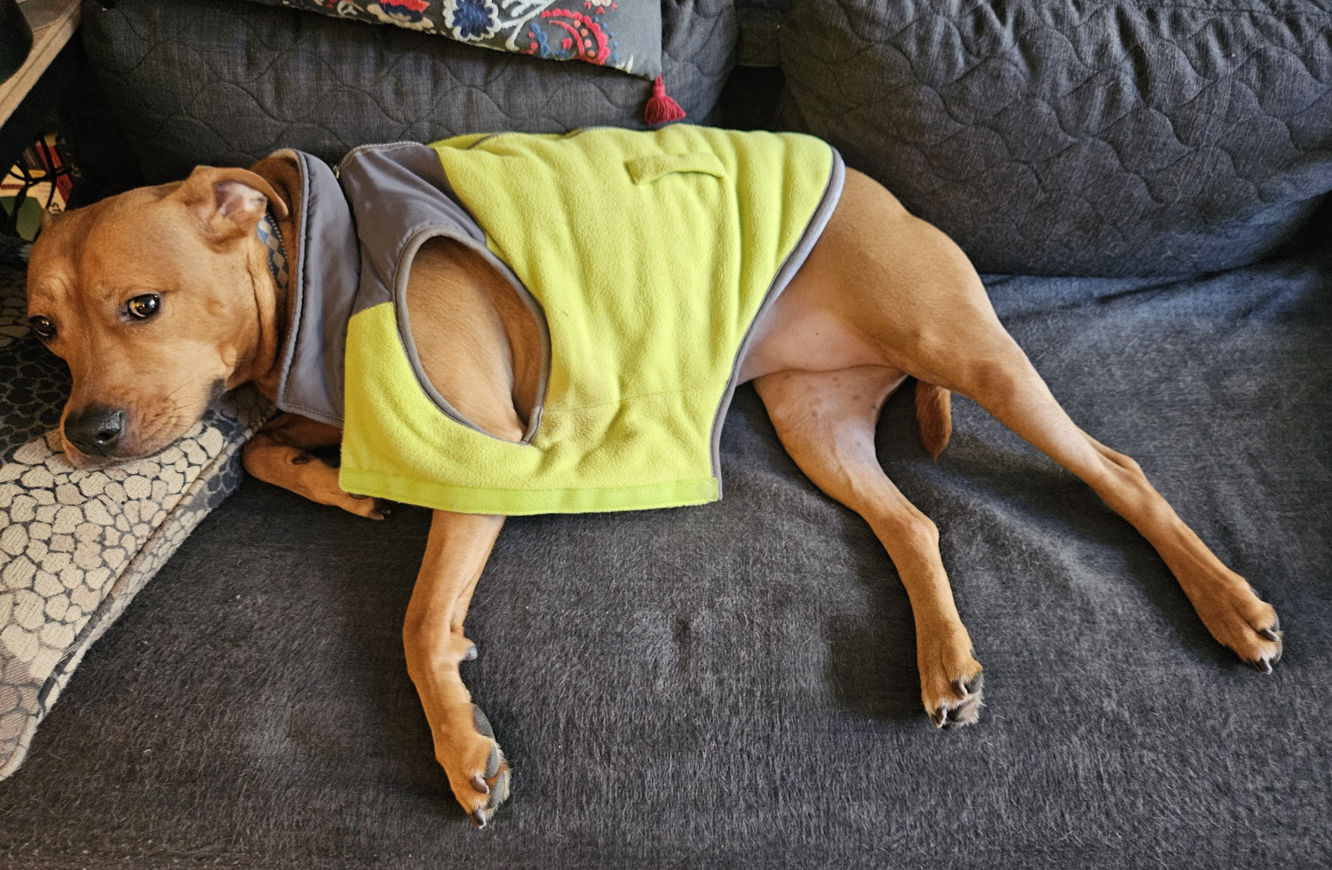 Barley, a dog, rests on the futon wearing her neon-yellow sweater. Her left leg is already free of the sweater, which remains draped over her shoulder.