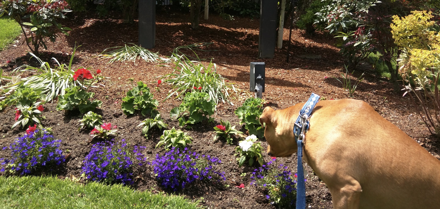 Barley, a dog, scopes out a carefully tended flowerbed.