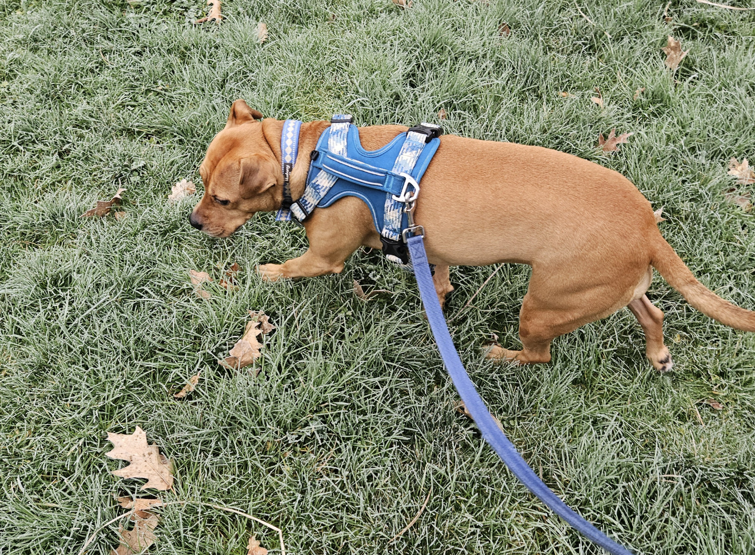 Barley, a dog, treads through grass. Close examination reveals that each blade of grass is coated in a thin layer of frost.