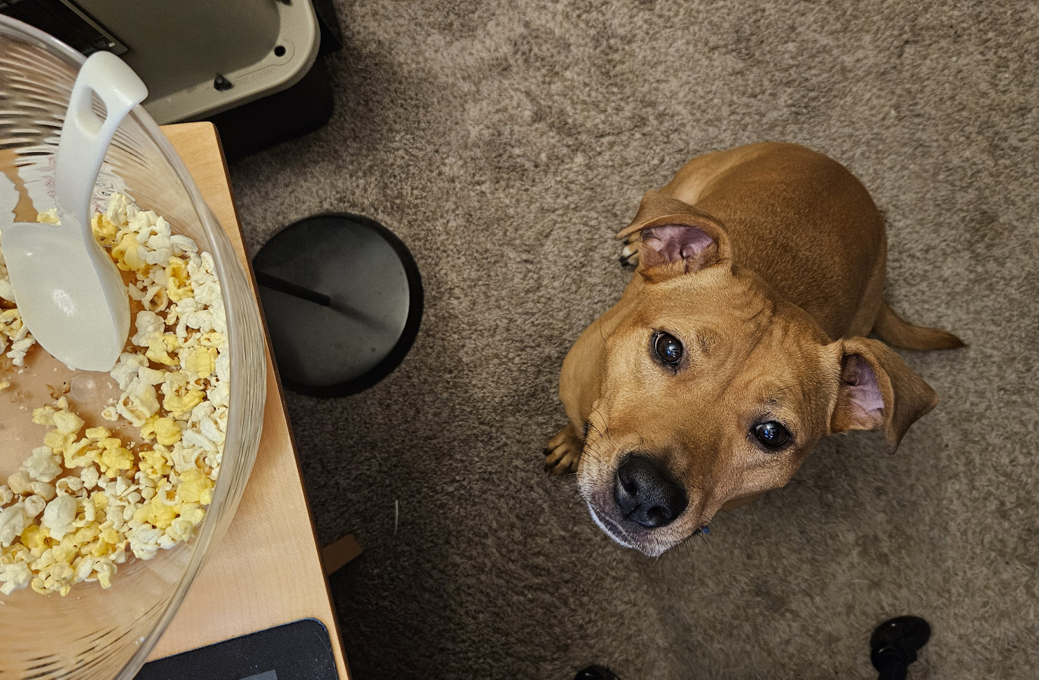 Barley, a dog, stares up mournfully from an expectant sit. At the edge of the frame, we see the nearly-empty bowl of popcorn from which she would dearly like a sample.