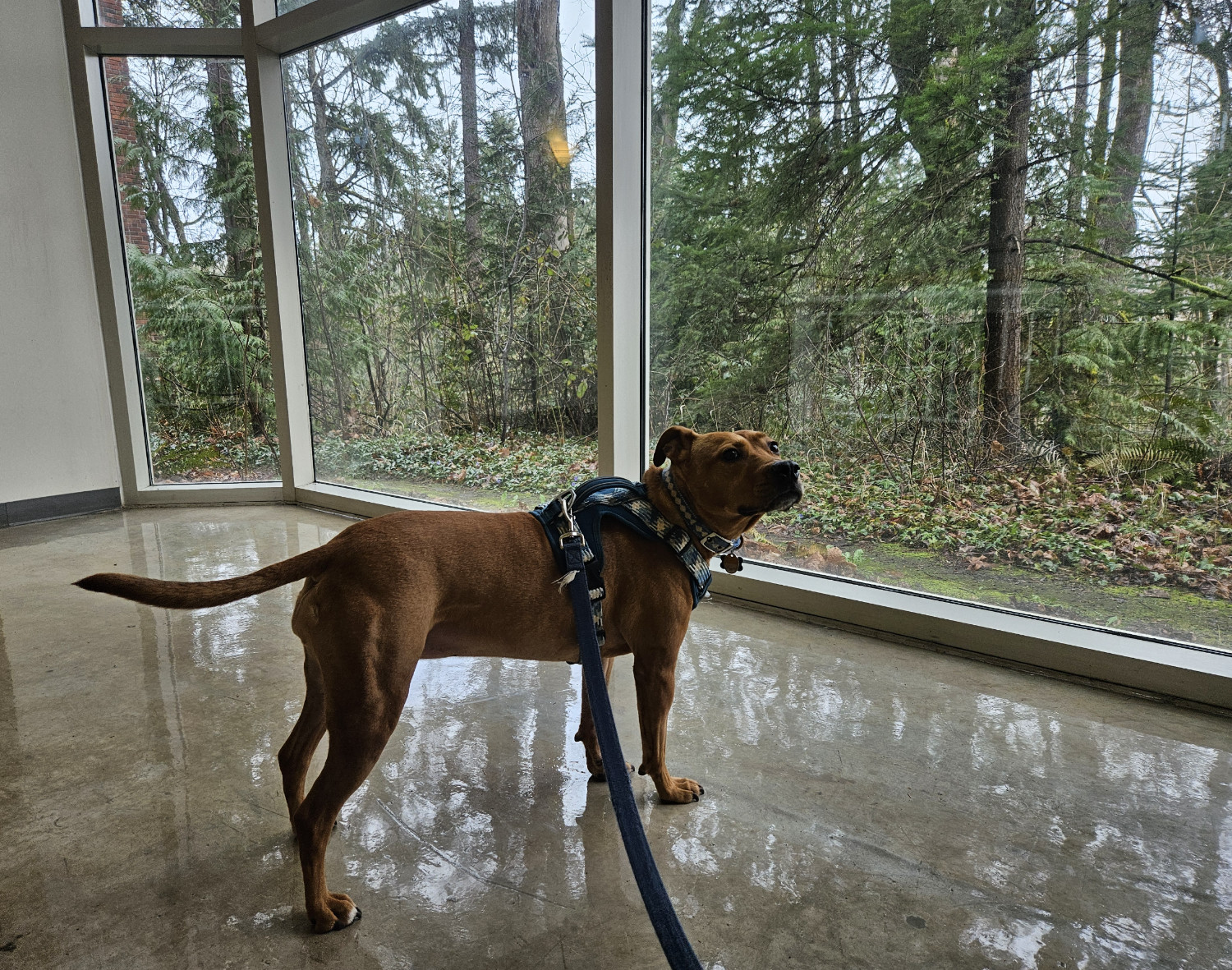 Barley, a dog, glances back at the photographer as she stands on a shiny smooth floor before huge floor-to-ceiling windows that look out on woodsy terrain that comes right up to the building's edge.