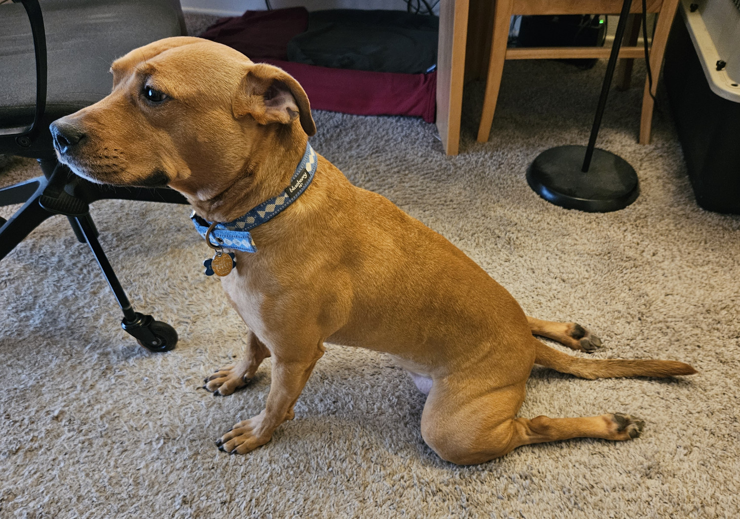 Barley, a dog, pushes herself up from a sploot with her front paws, but remains at the midway point, with her feet still sticking out behind her.