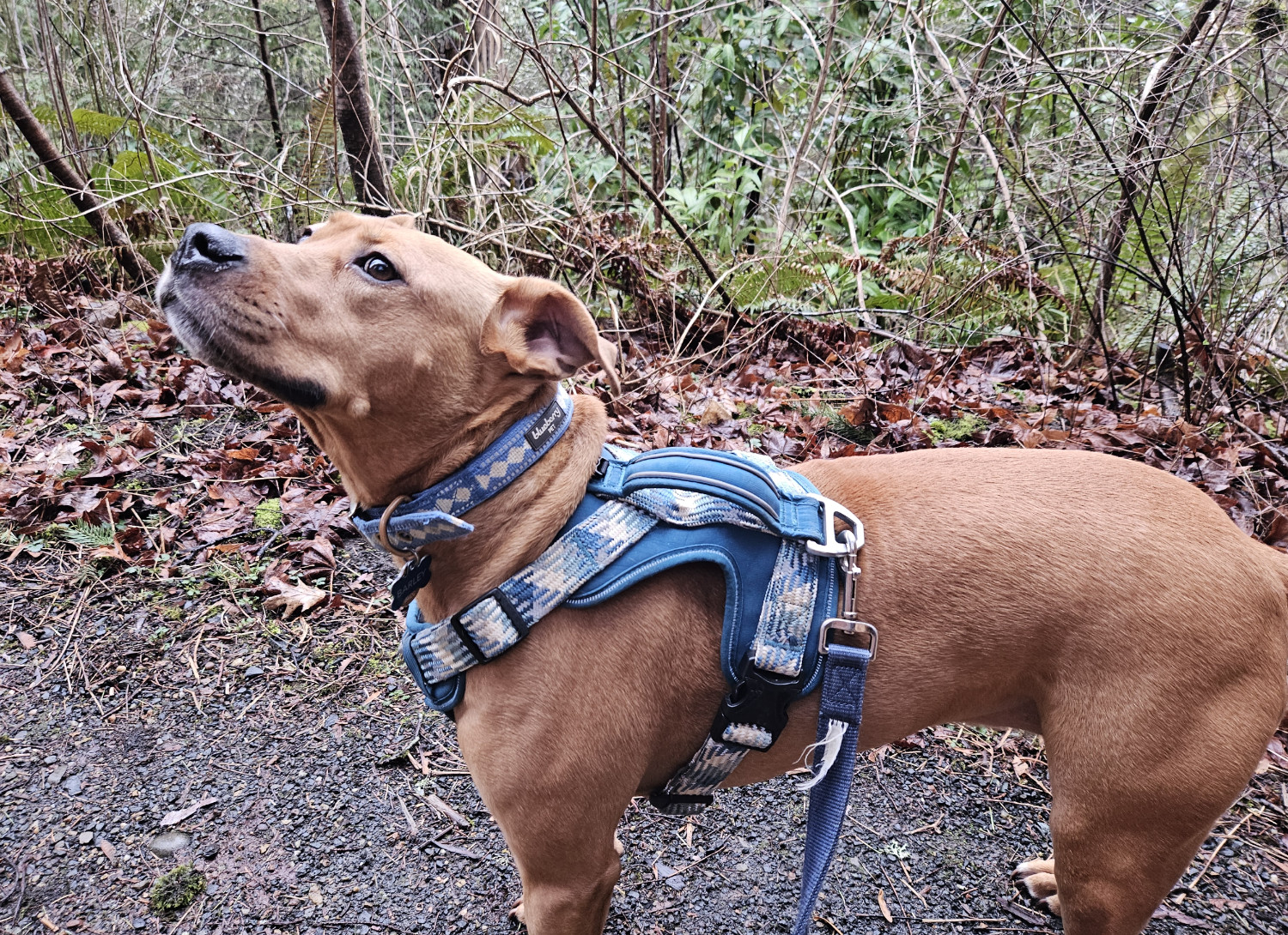 Barley, a dog, pauses while trekking down a woodsy path and glances up at the photographer, as if to check in.