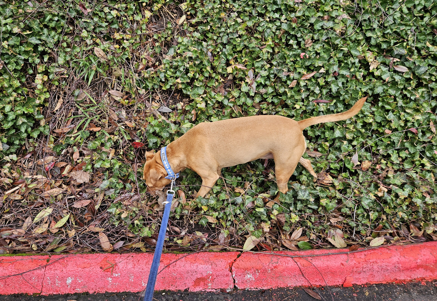 Barley, a dog, trudges along through a cluster of vines above a red concrete curb, along a slope that is at least a 60 degree angle from the ground.