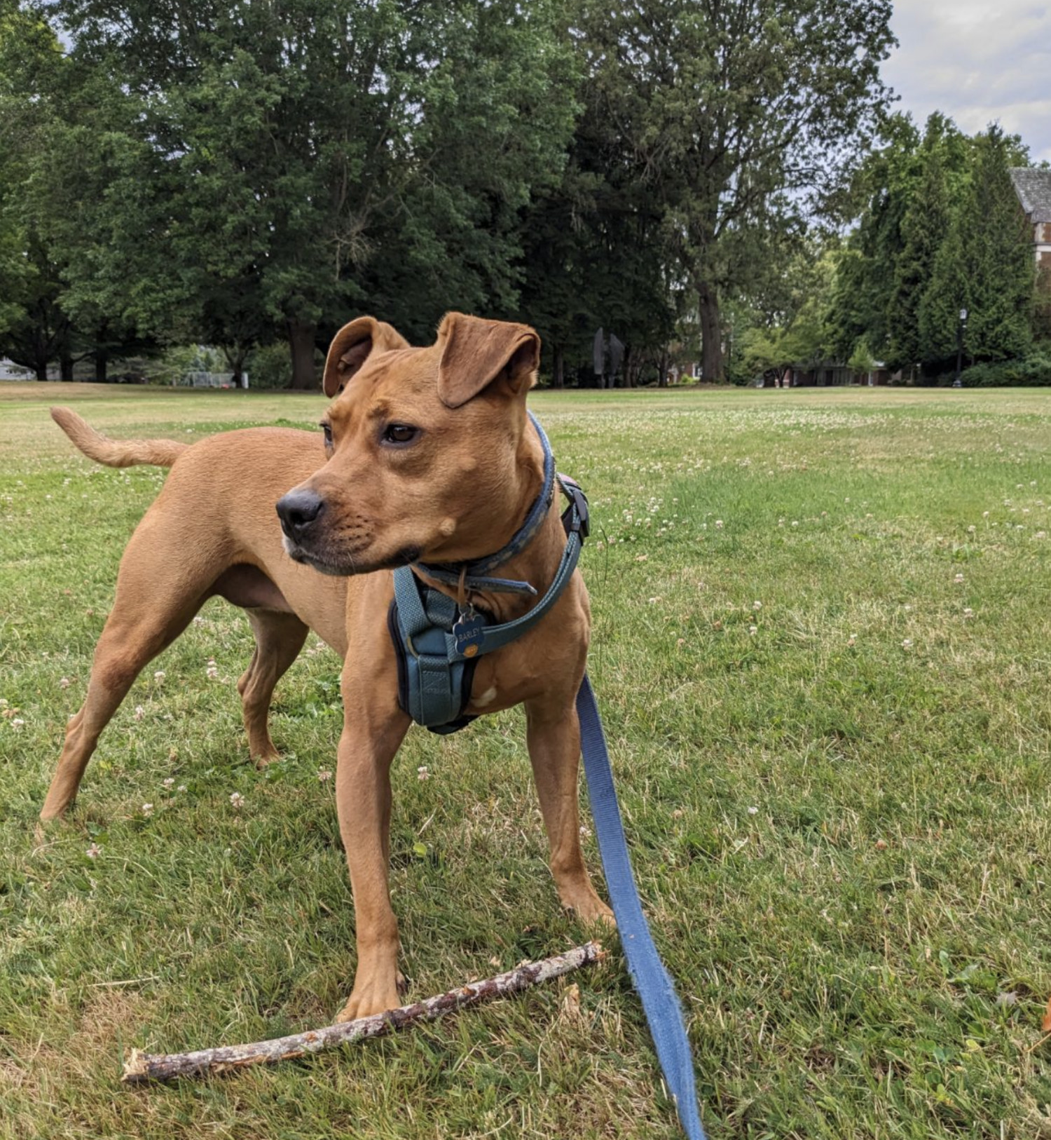 Barley, a dog, stands alert in a grassy expanse, ears forward and looking with playful intent toward something out of frame, as a stick rests at her feet.