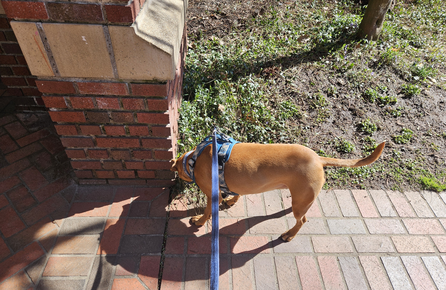 Barley, a dog, sniffs at the base of a brick archway. She has been here before.