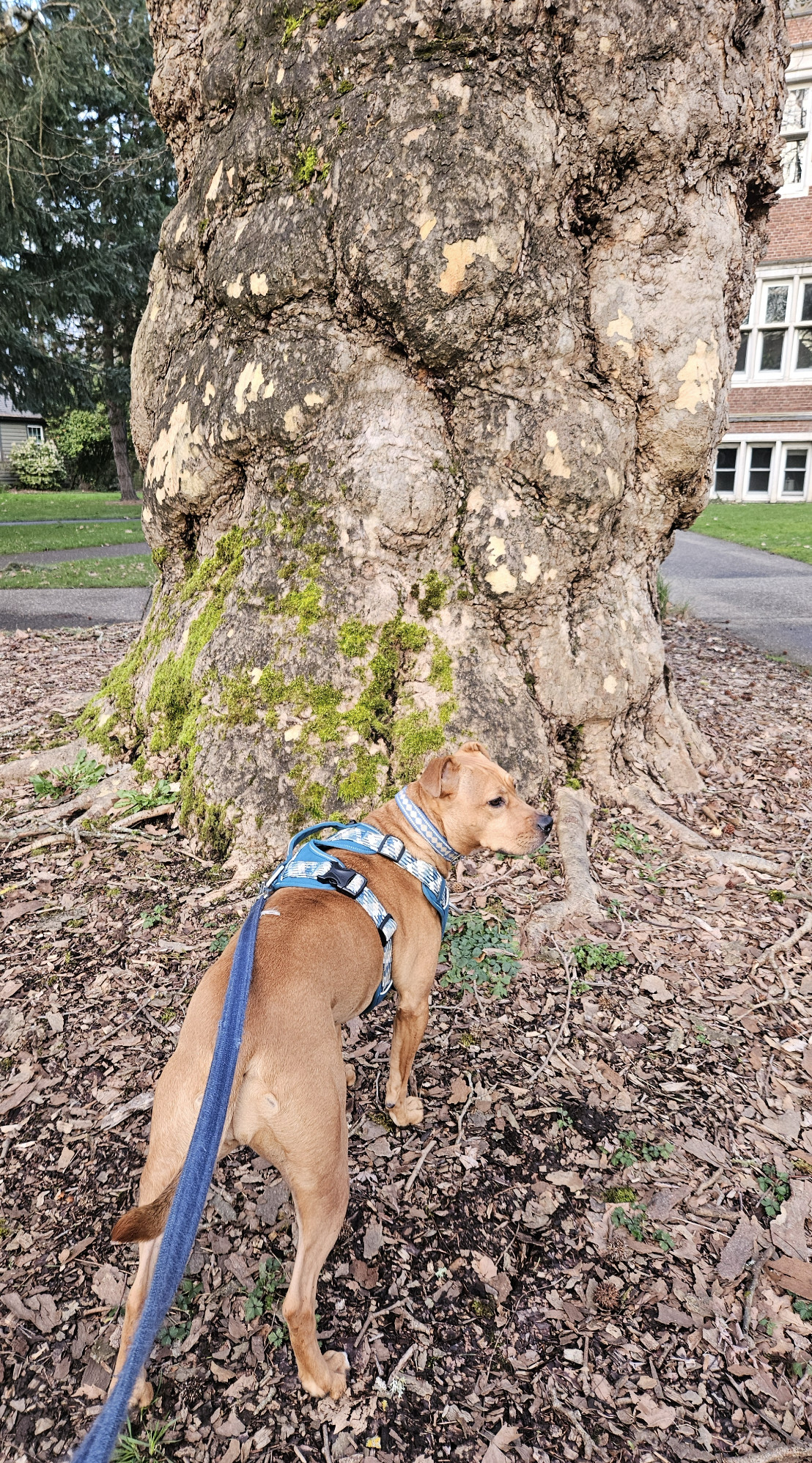 Barley, a dog, stands in front of an enormous tree. You can tell the tree is enormous because a Barley is provided for scale.